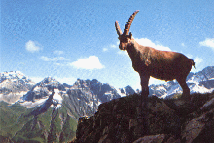 Steinbock in den bayerischen Alpen